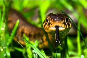 Dvadeset zabavnih činjenica o zmijama Dvadeset zabavnih činjenica o zmijama